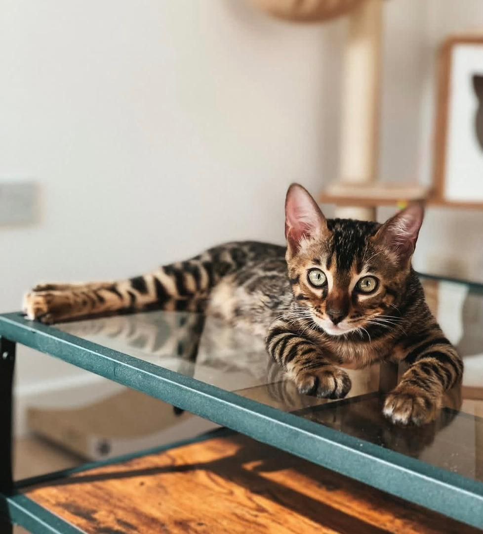 Luna the Bengal kitten